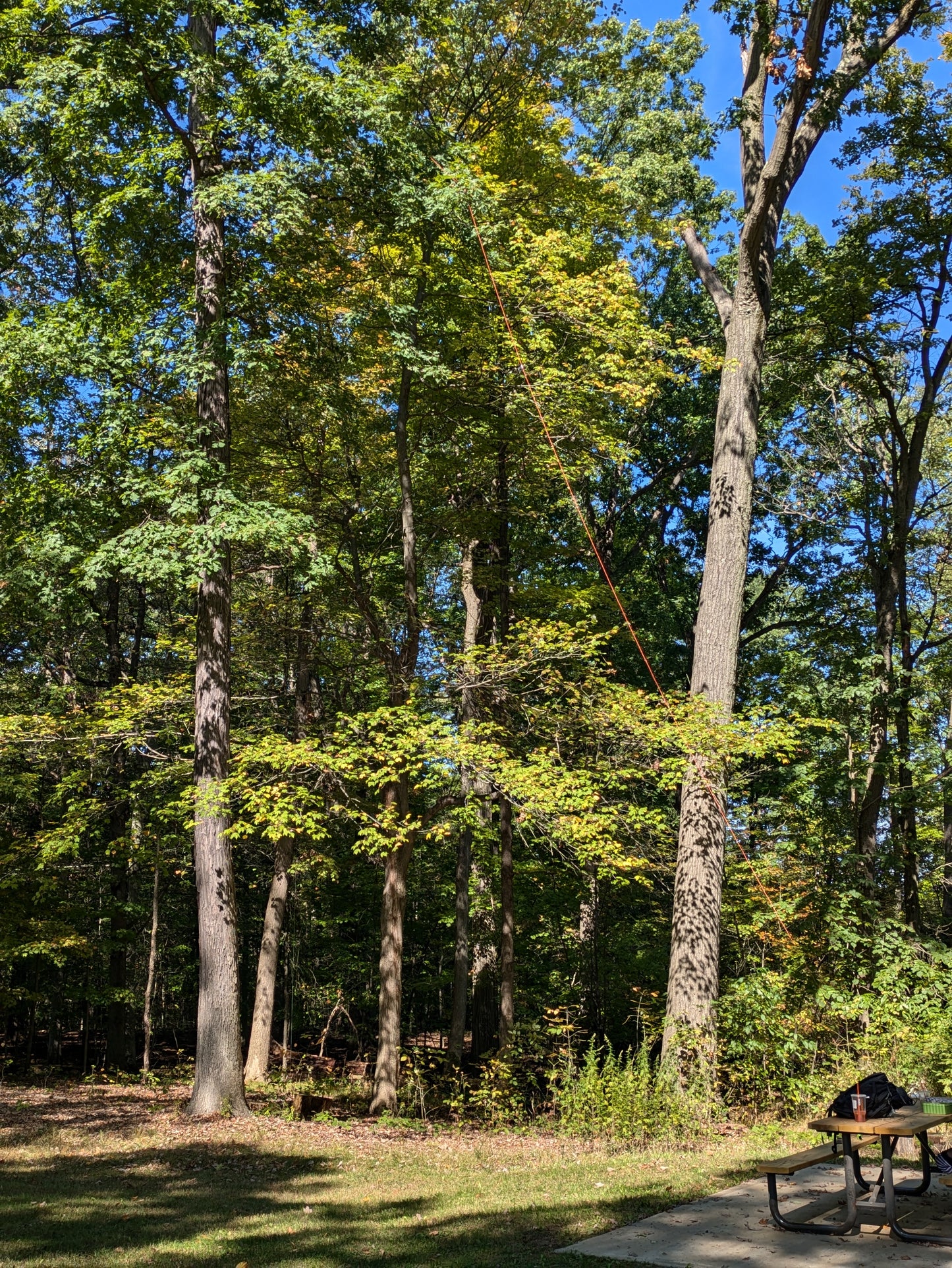 The end fed half wave antenna is shown strung nearly vertical from a picnic bench to a tree nearby, the anntennas orange wire standing out against well against the green foliage.